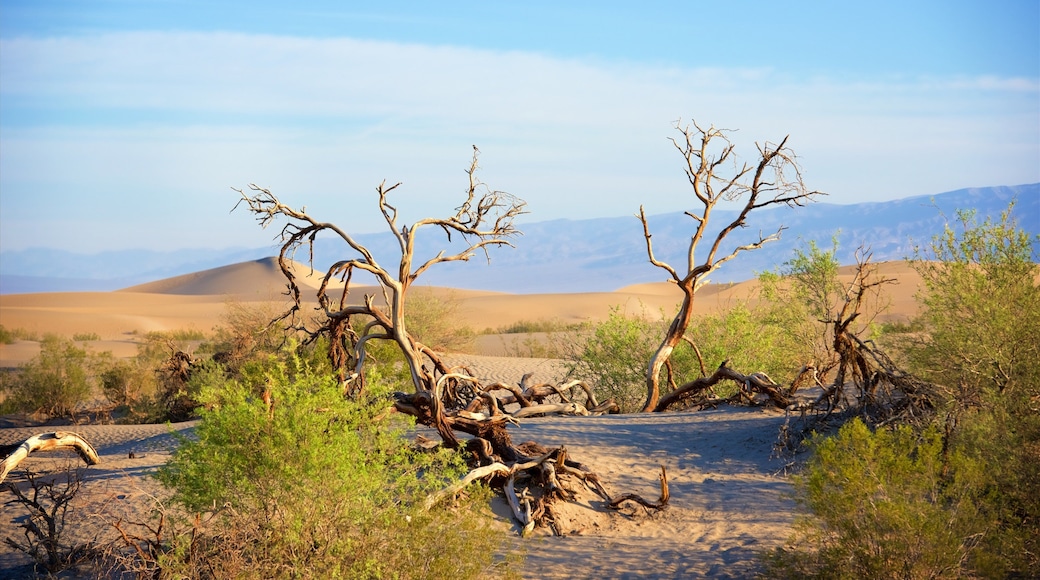 Mesquite Flat Sand Dunes showing landscape views and desert views