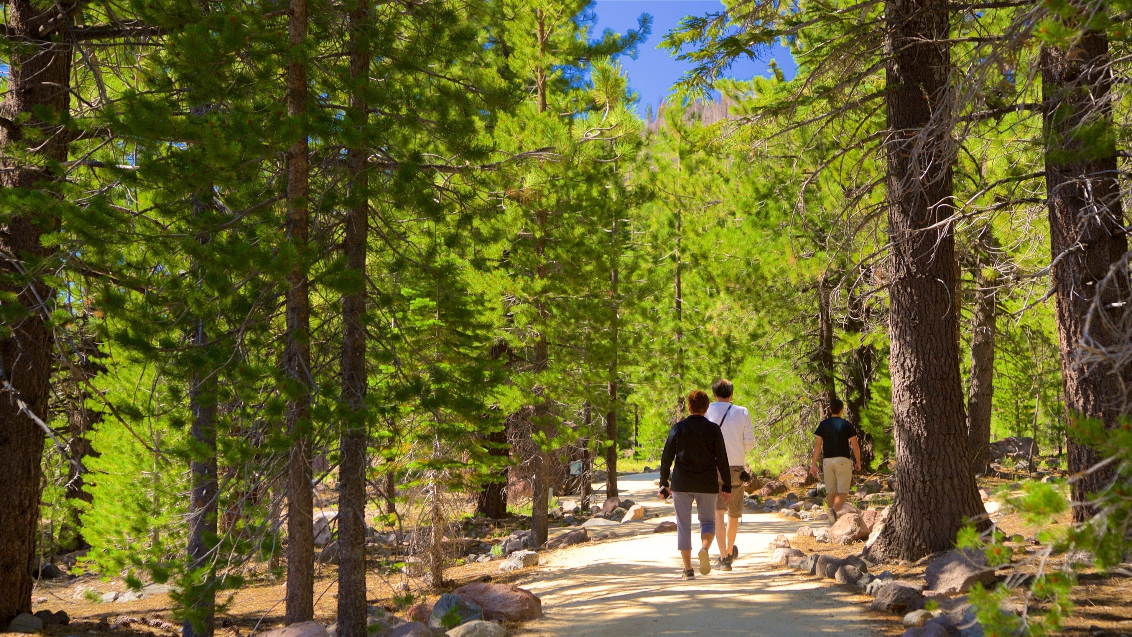 Devastated Area showing a park and forests as well as a small group of people