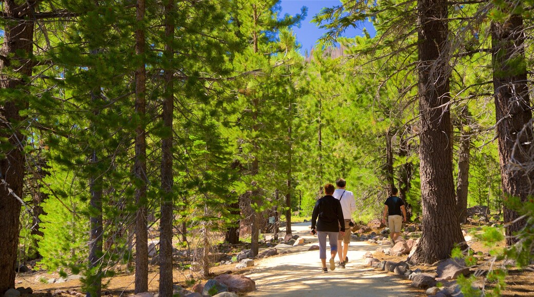 Devastated Area showing a park and forests as well as a small group of people