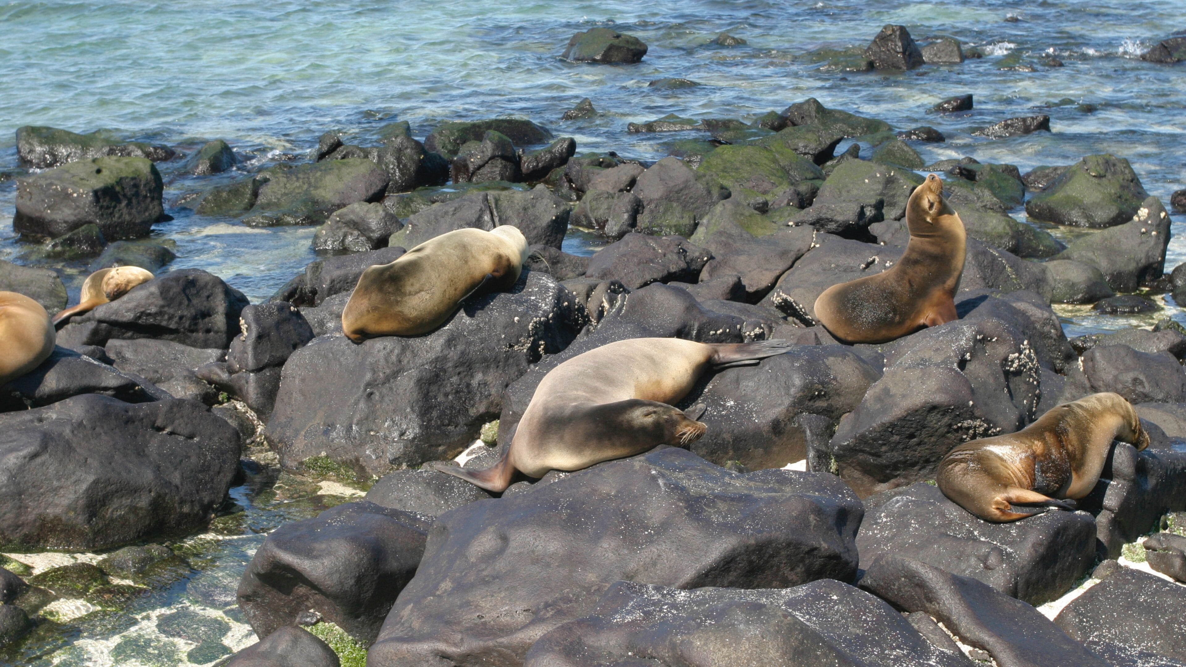 Mosquera Island showing general coastal views, marine life and rugged coastline