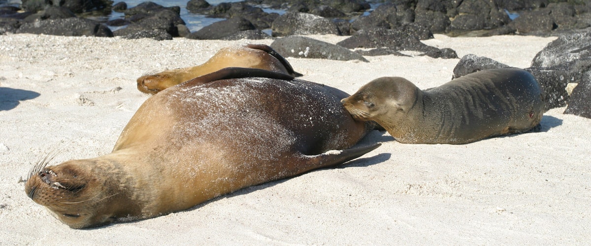 Mosquera Island which includes a beach and marine life