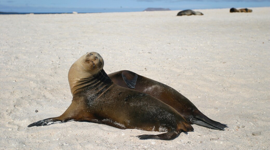 Mosquera Island showing a beach and marine life