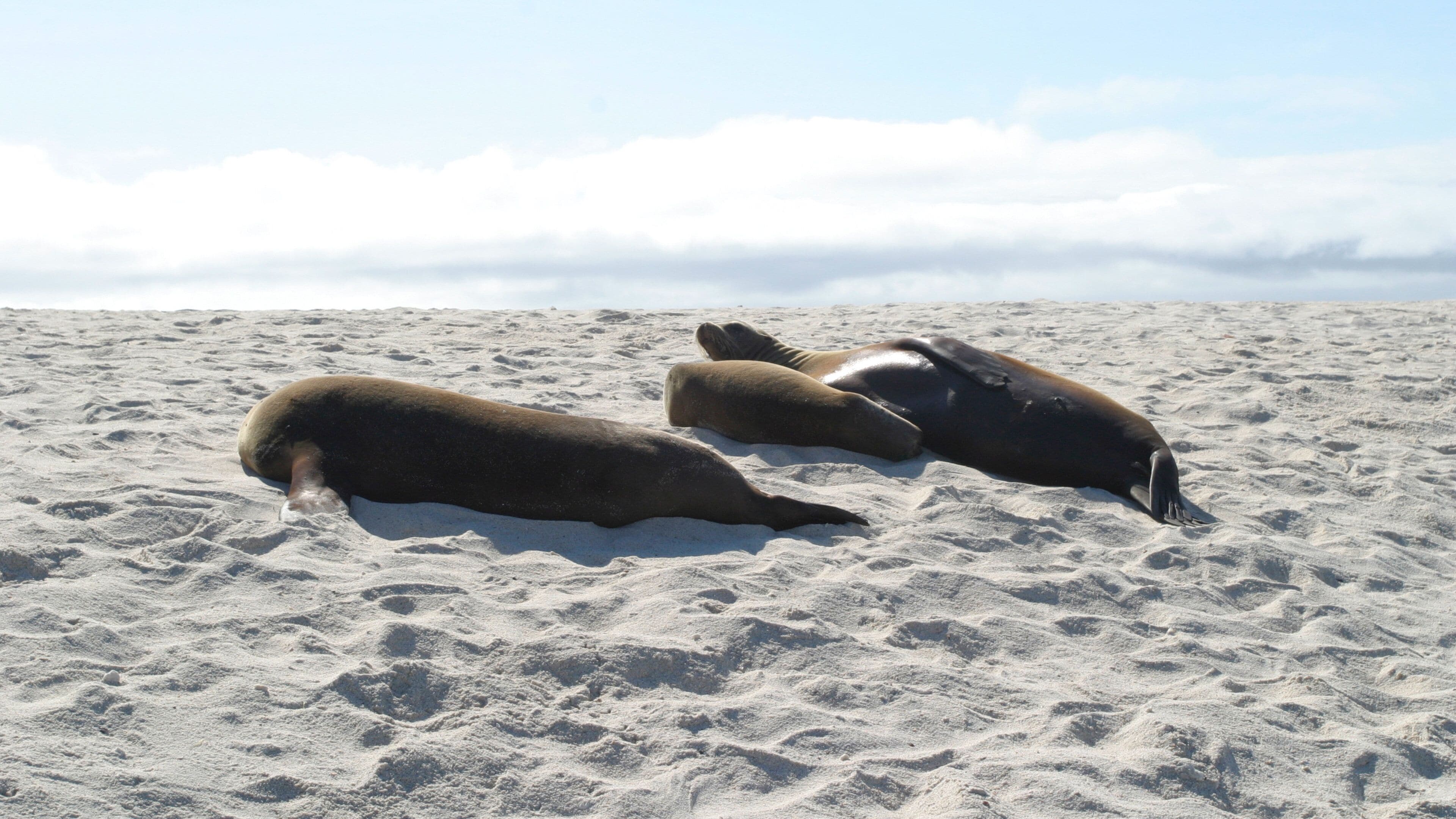 Mosquera Island showing a beach and marine life