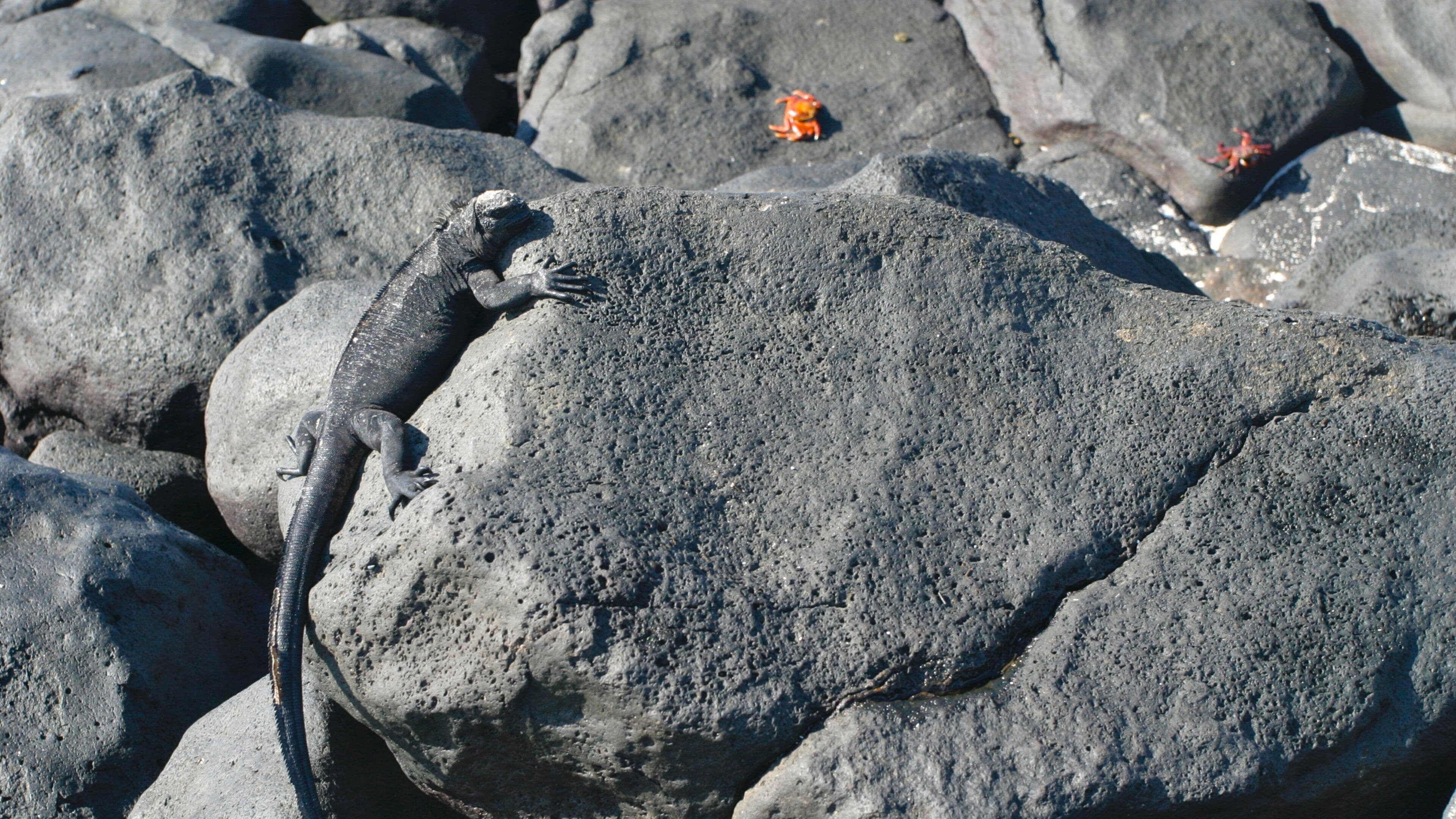Mosquera Island featuring animals