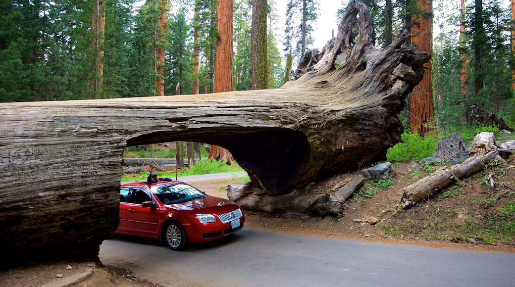 Sequoia National Park showing forests