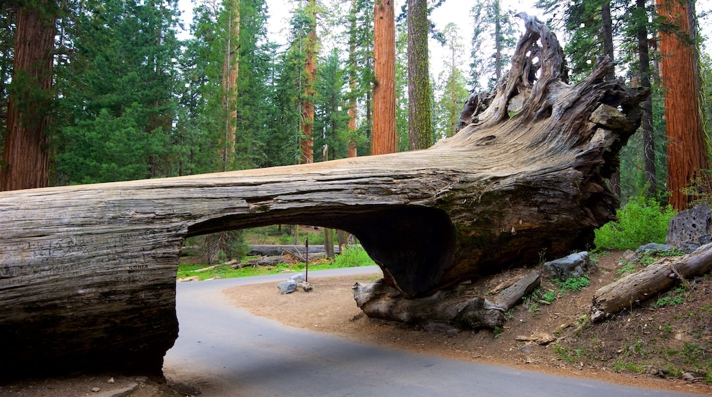 Sequoia National Park showing forests
