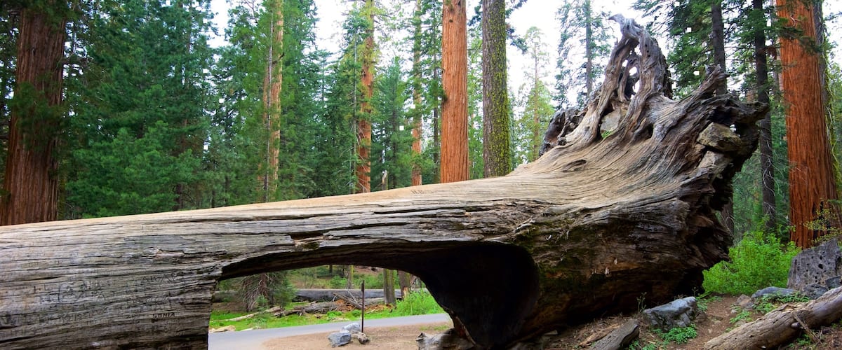 Sequoia National Park showing forest scenes