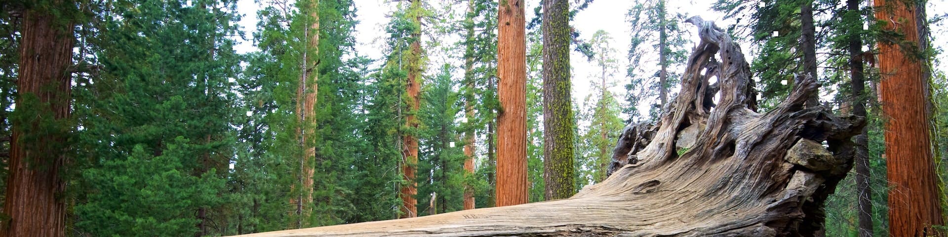 Sequoia National Park featuring forest scenes