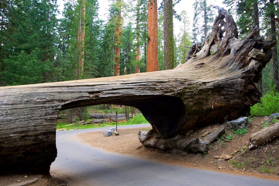 Un grand arbre abattu, formant une arche naturelle dans une forêt.