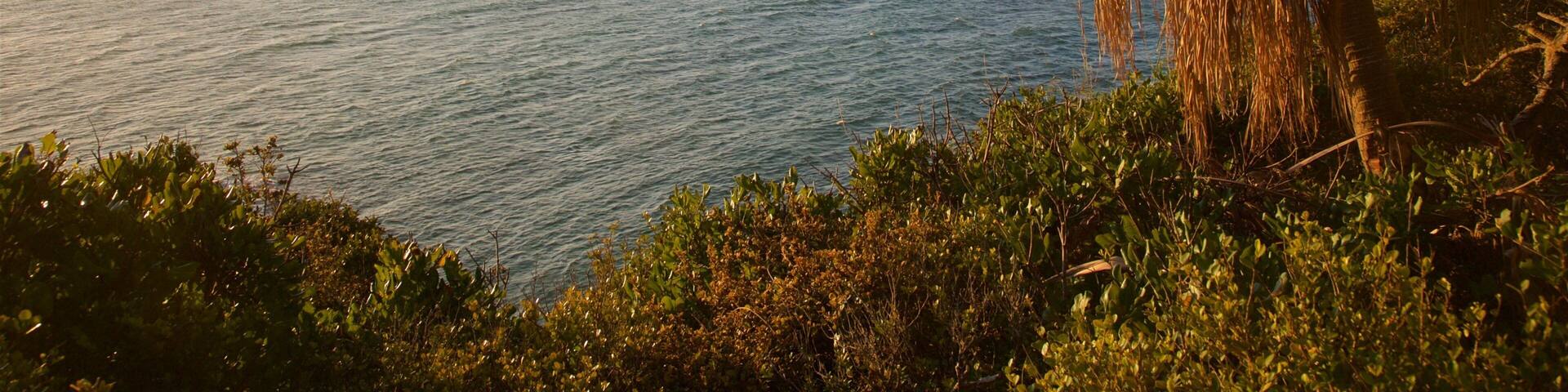 A coastal landscape with a view of the sea, a palm tree, and surrounding greenery.
