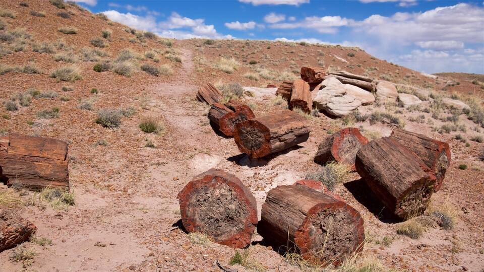 A desert landscape with large, weathered logs and sparse vegetation.