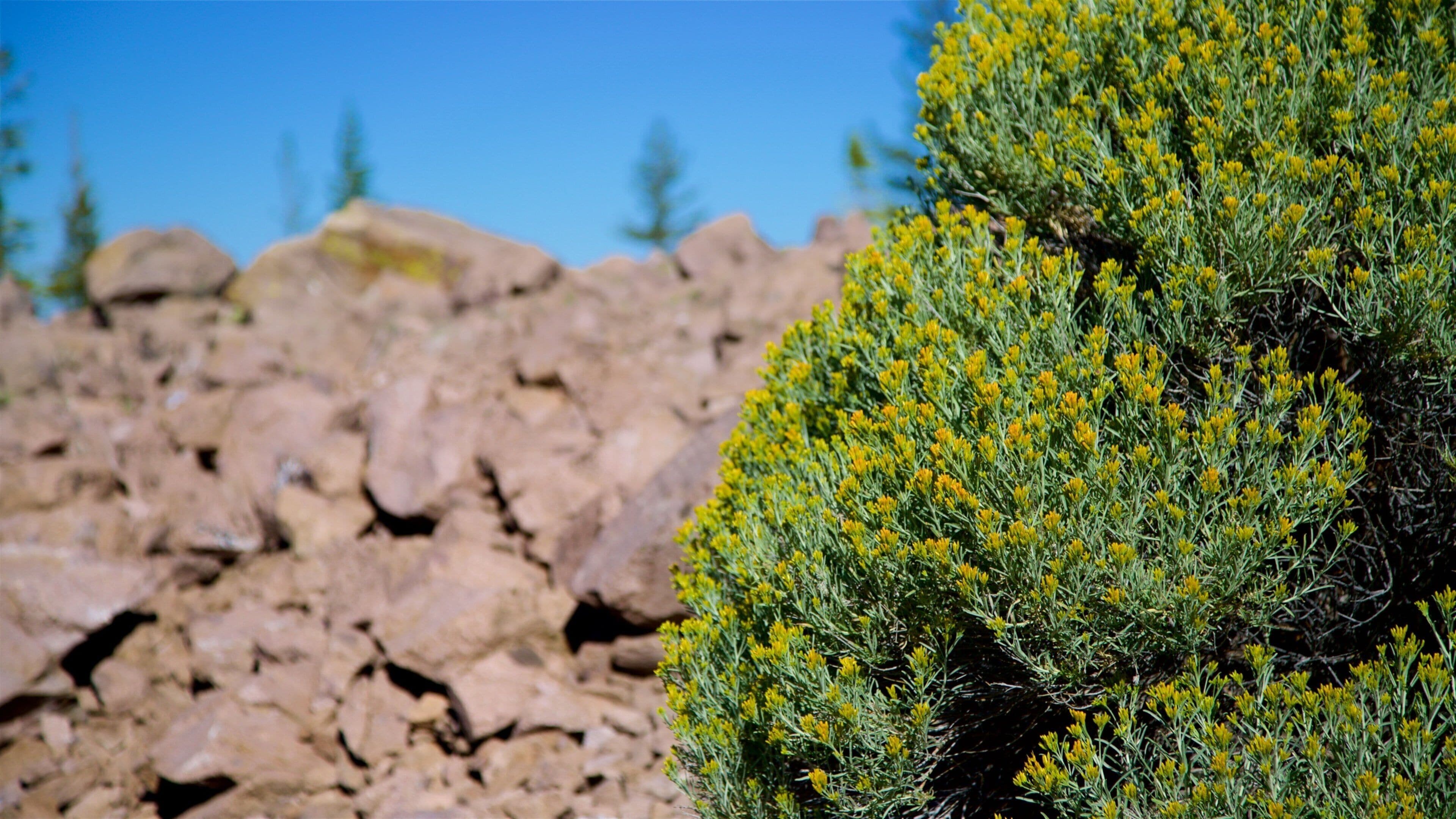 밀 크릭 을 특징 야생화