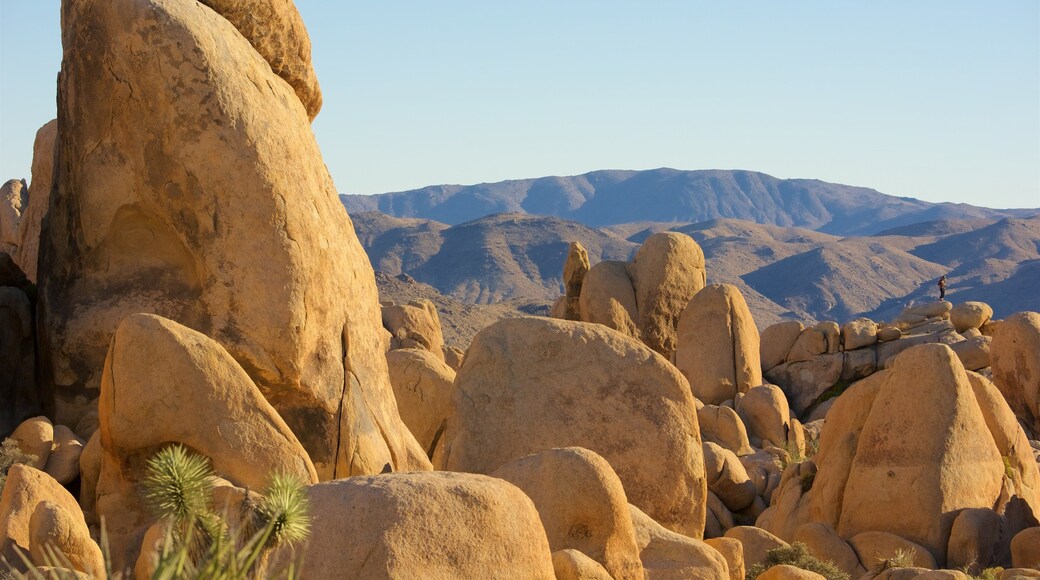 Joshua Tree National Park