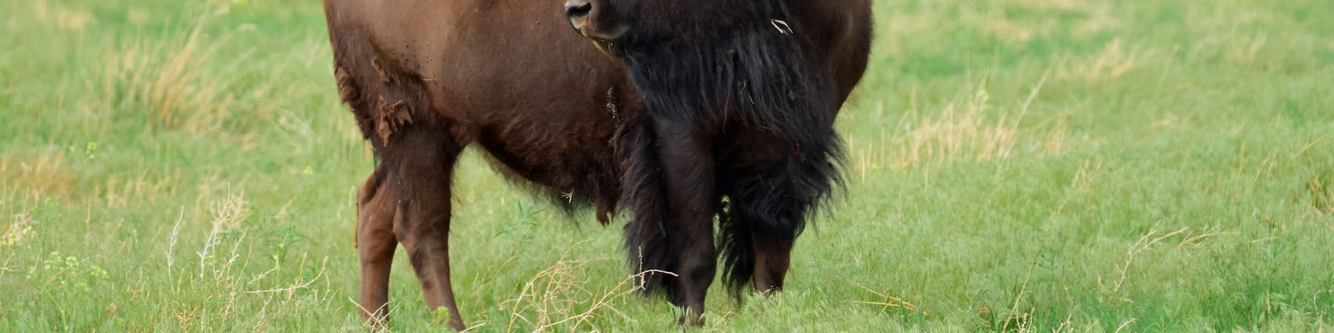 american bison grazing in the green grass in summer along the wildlife drive in the rocky mountain arsenal national wildlife refuge in commerce city, near denver, colorado