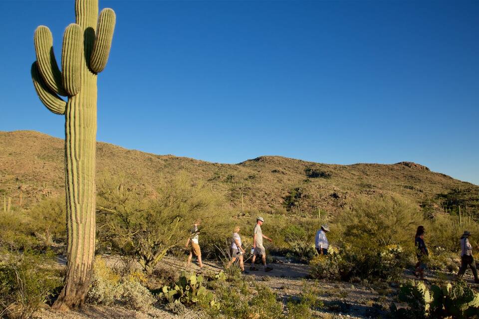 A desert landscape with a prominent cactus and hikers walking on a dirt path.