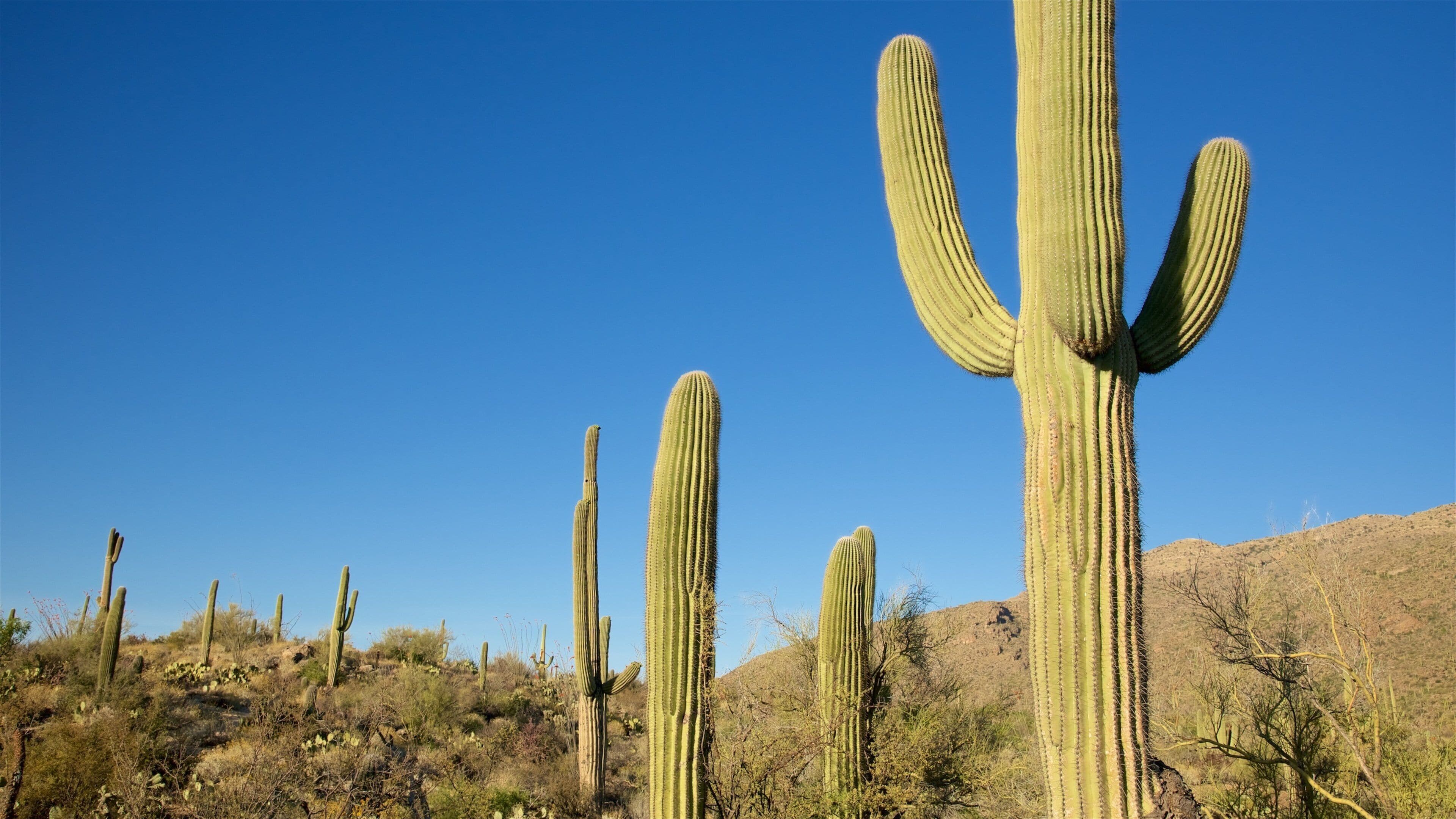 Freeman Homestead Trail showing desert views and tranquil scenes