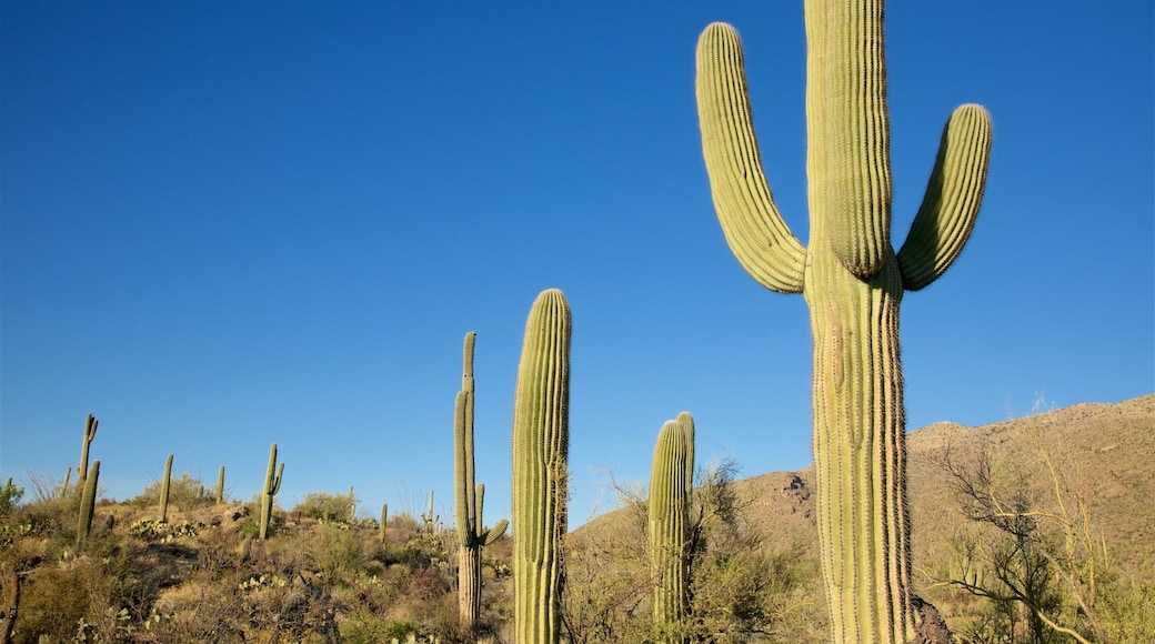 Freeman Homestead Trail showing desert views and tranquil scenes