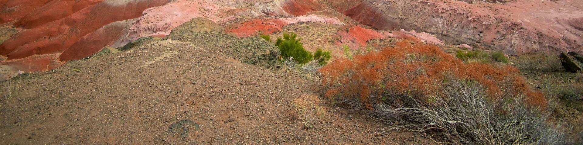 Petrified Forest National Park showing desert views and tranquil scenes