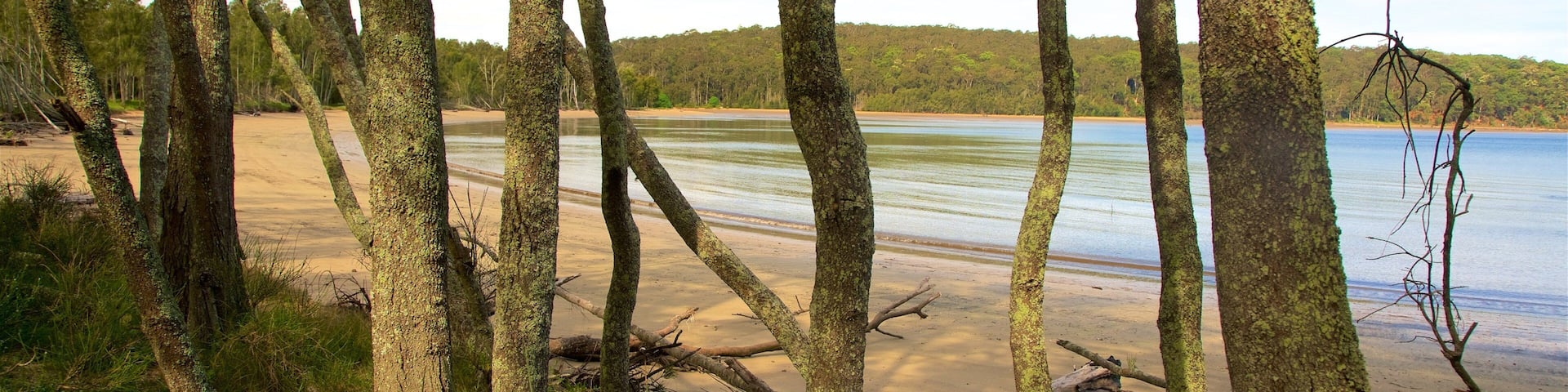 Una playa con árboles y un bosque al fondo.