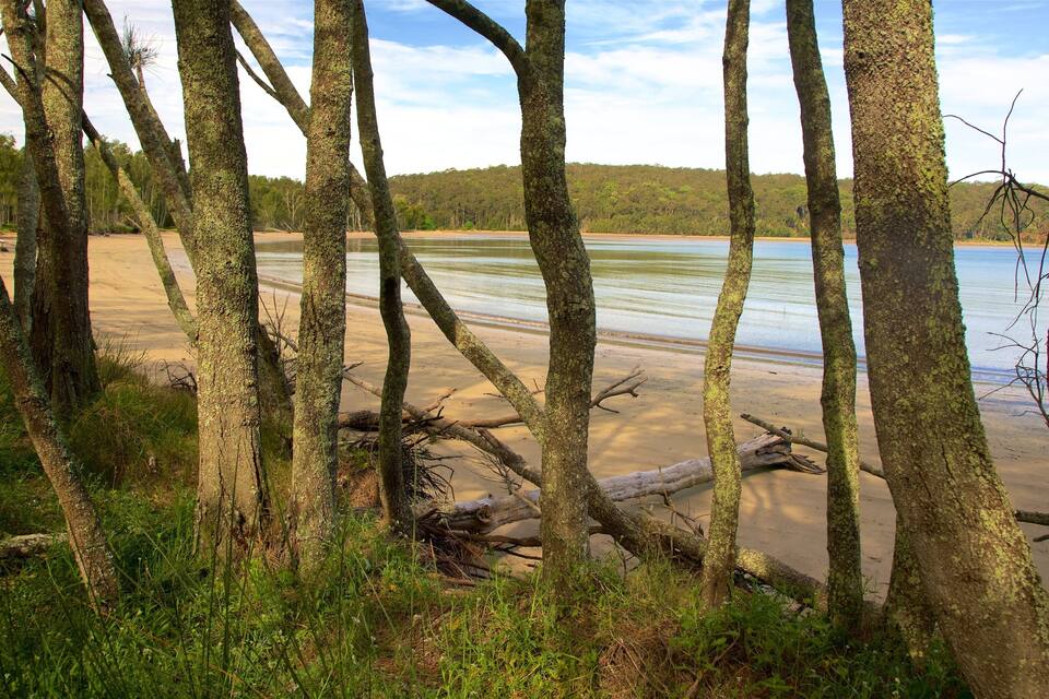 A beach with trees and a forest in the background.