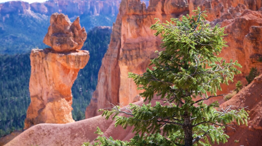 Bryce Natural Bridge