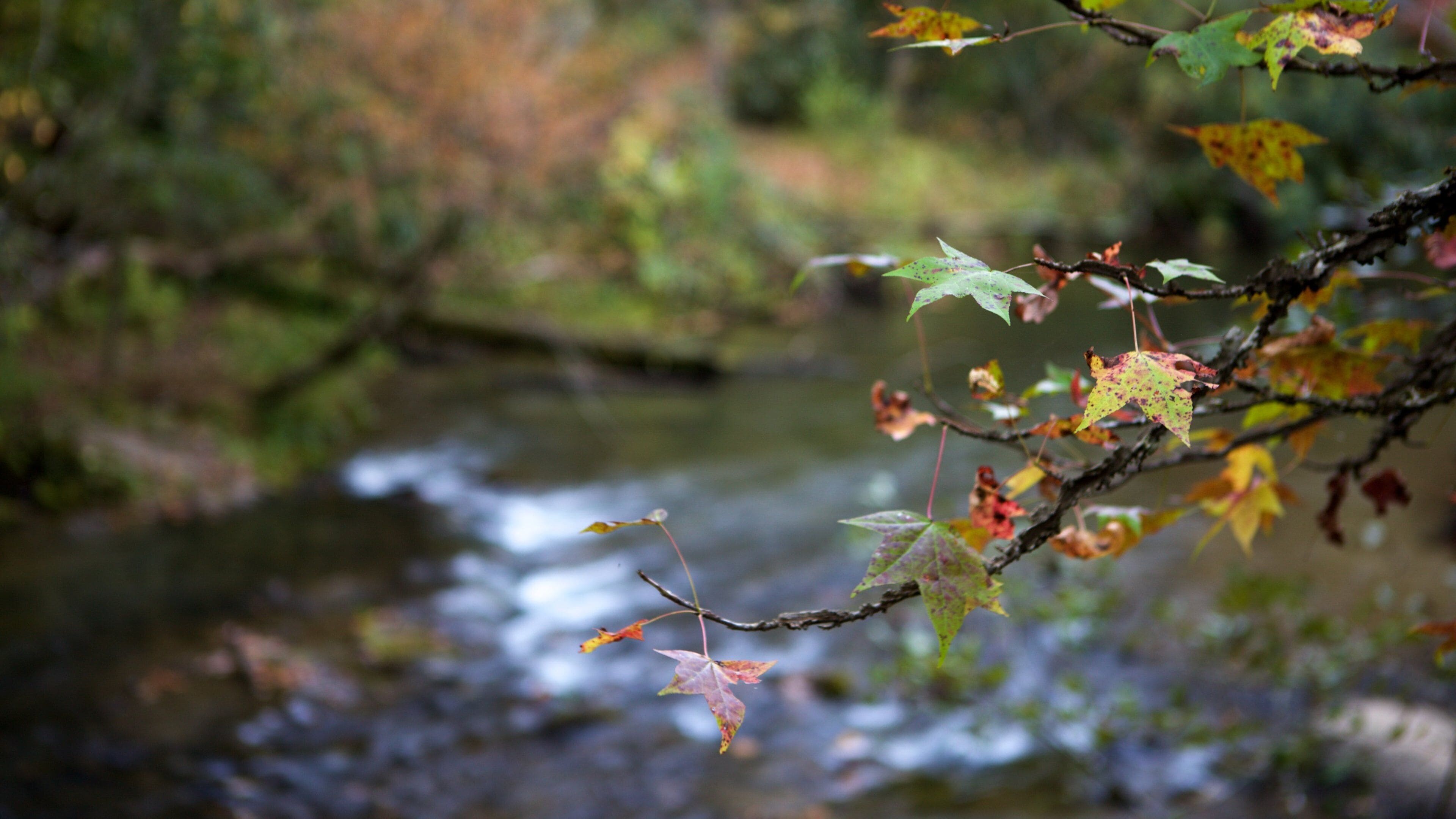 Great Smoky Mountains National Park caracterizando cenas de floresta e um rio ou córrego