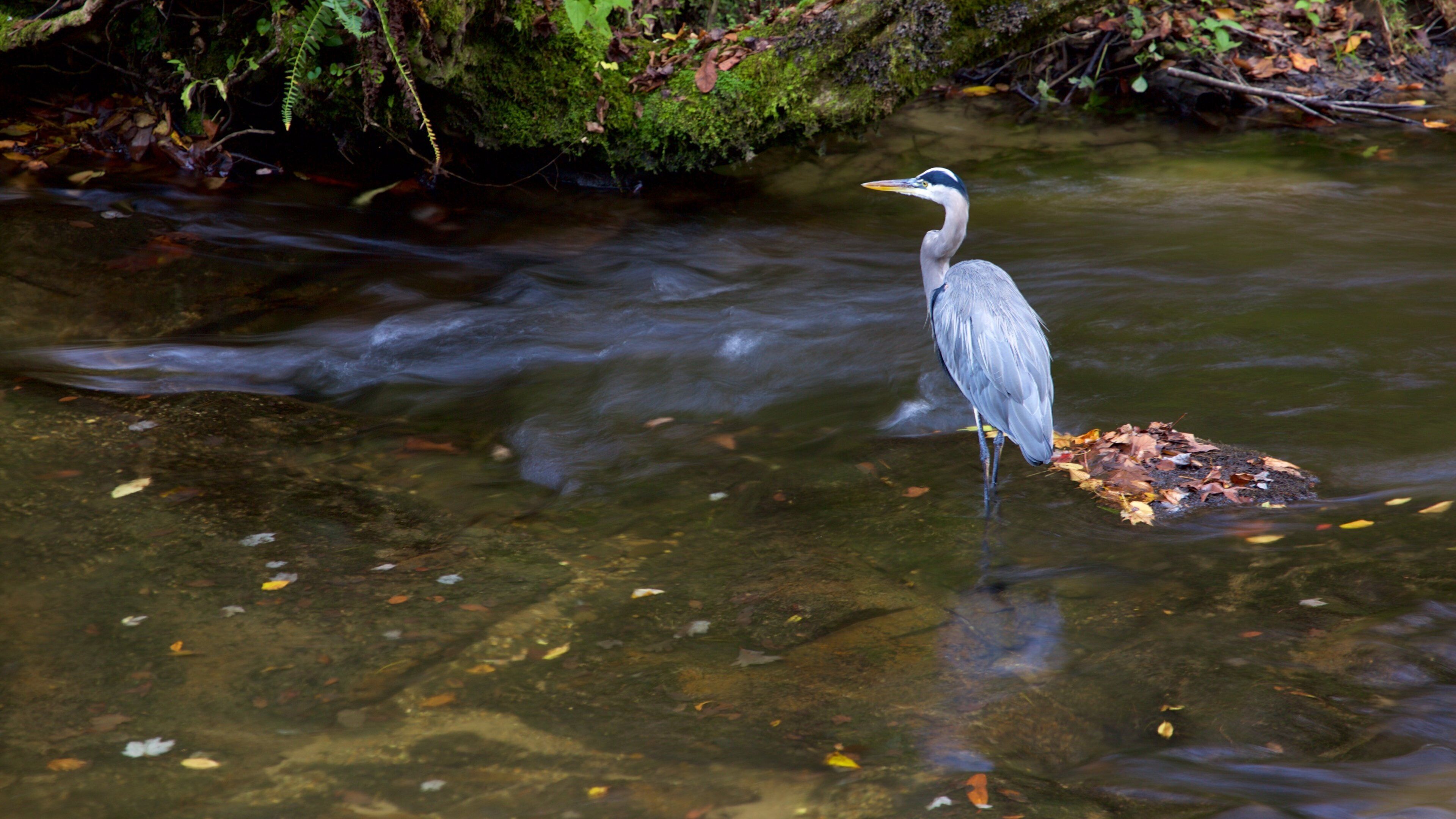 Great Smoky Mountains National Park featuring bird life and a river or creek