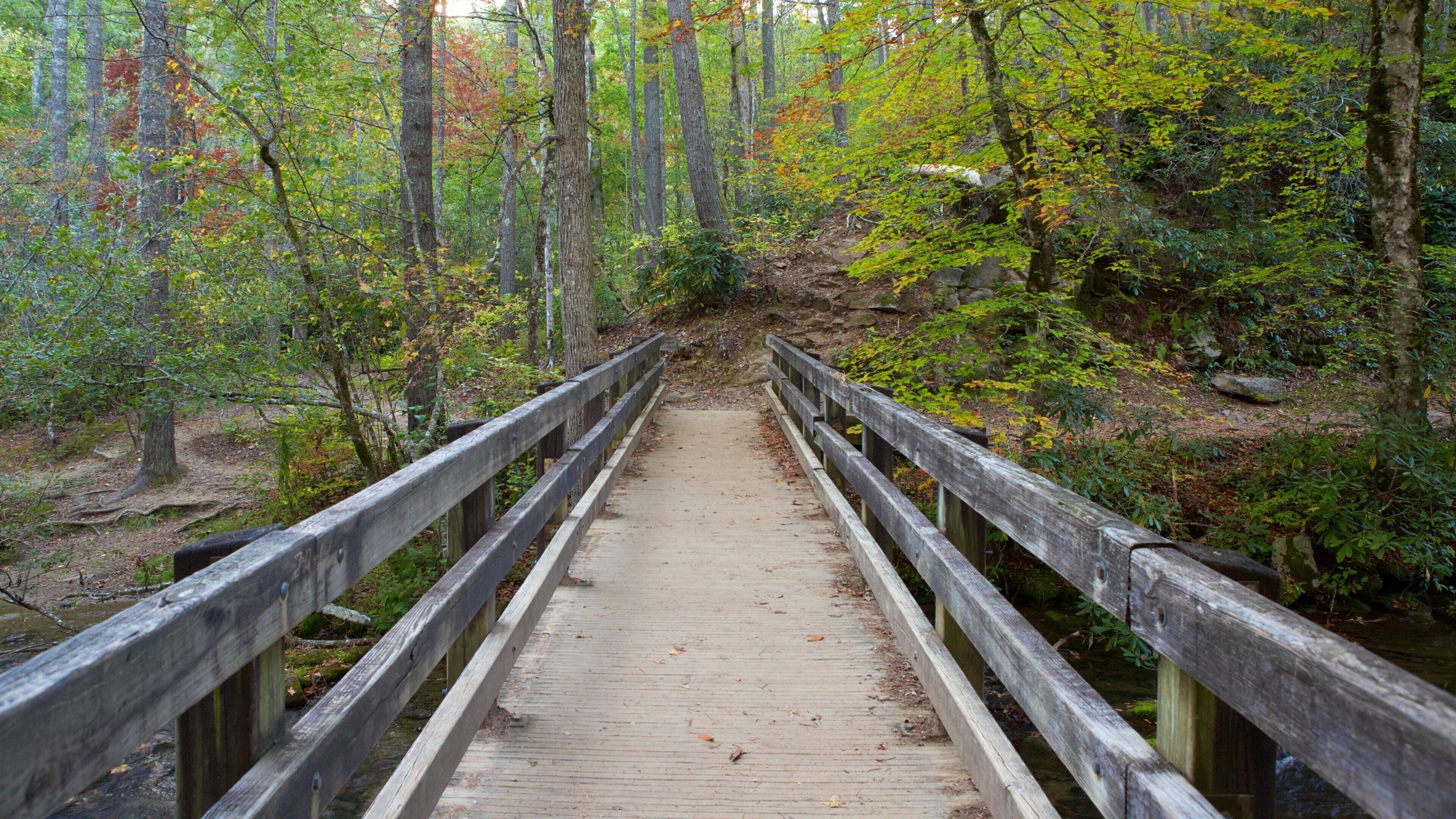 大煙山國家公園 呈现出 橋梁 和 森林