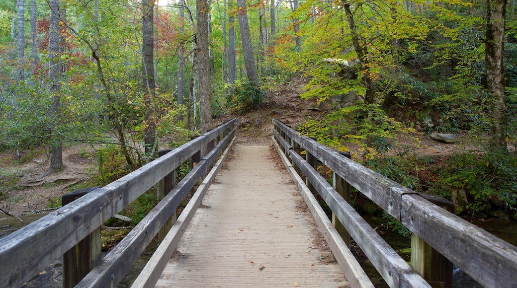 Great Smoky Mountains National Park which includes forests and a bridge