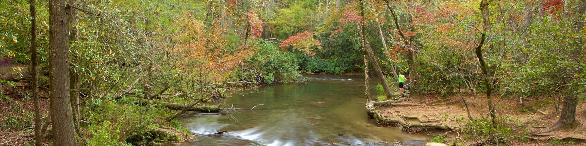 Parque Nacional Great Smoky Mountains ofreciendo escenas forestales y un río o arroyo