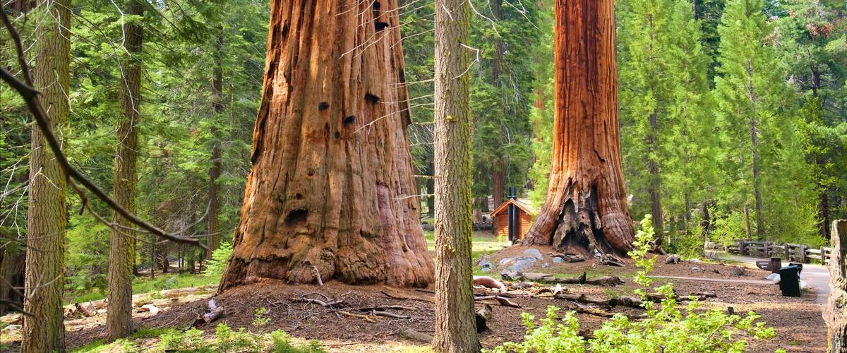 Sequoia National Park showing forest scenes