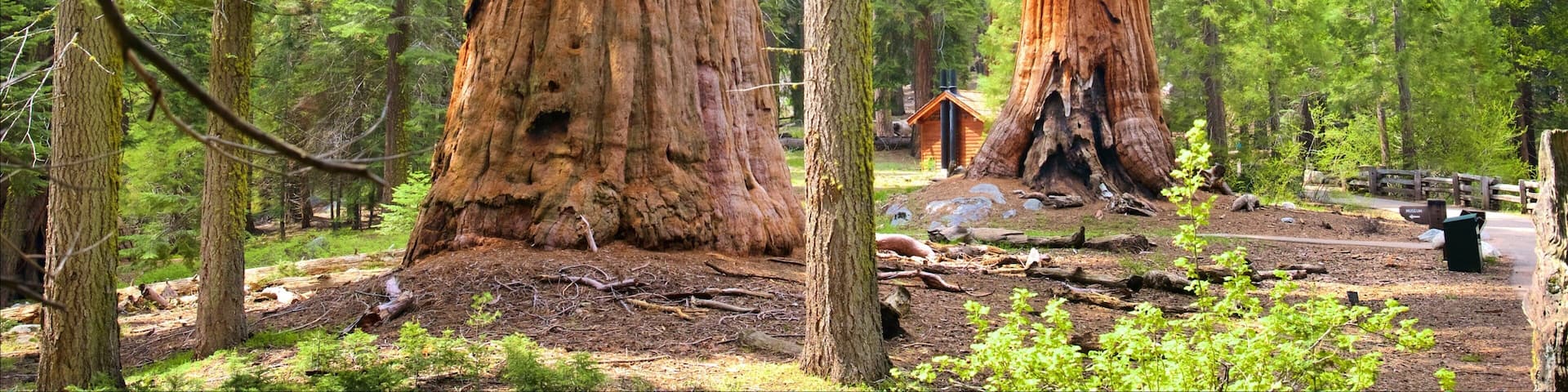 Sequoia National Park featuring forest scenes