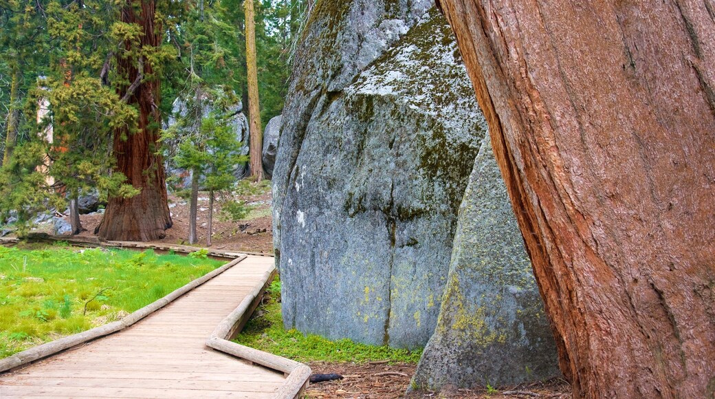 Sequoia National Park featuring forest scenes