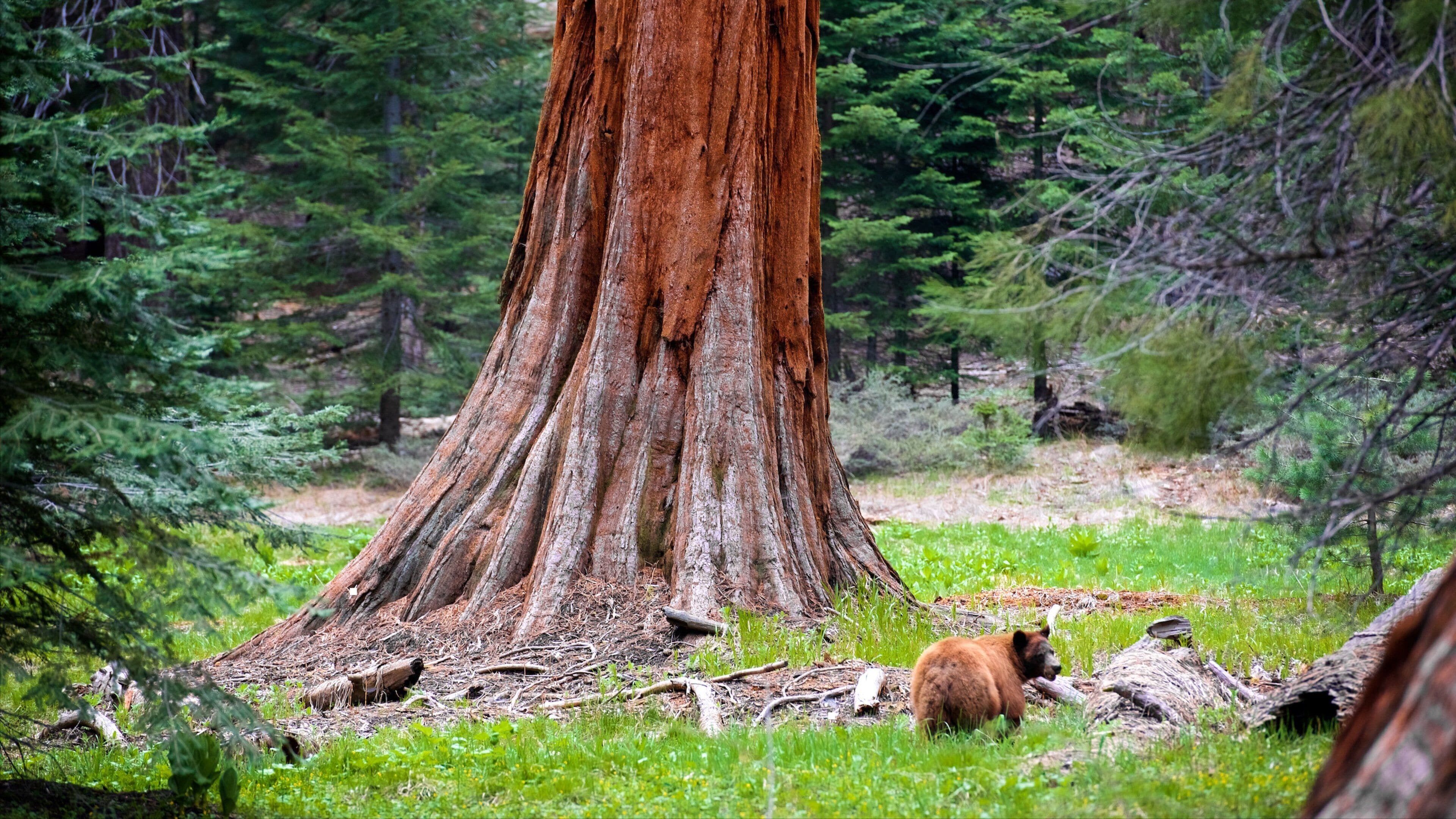 Sequoia National Park which includes forests and dangerous animals