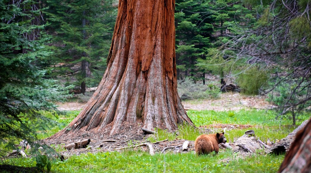 Sequoia National Park which includes forests and dangerous animals