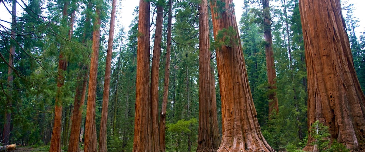Sequoia National Park