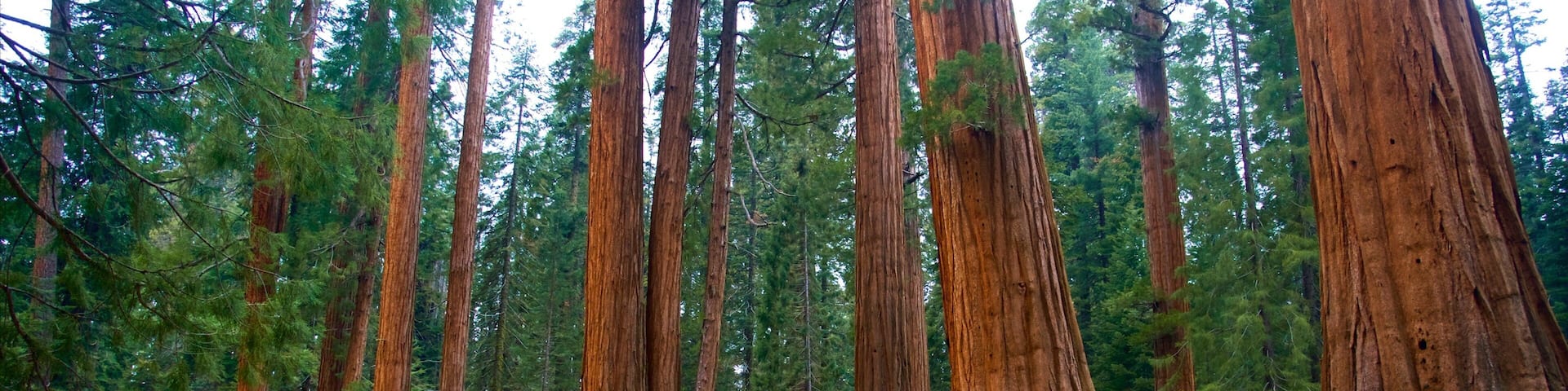 Sequoia National Park