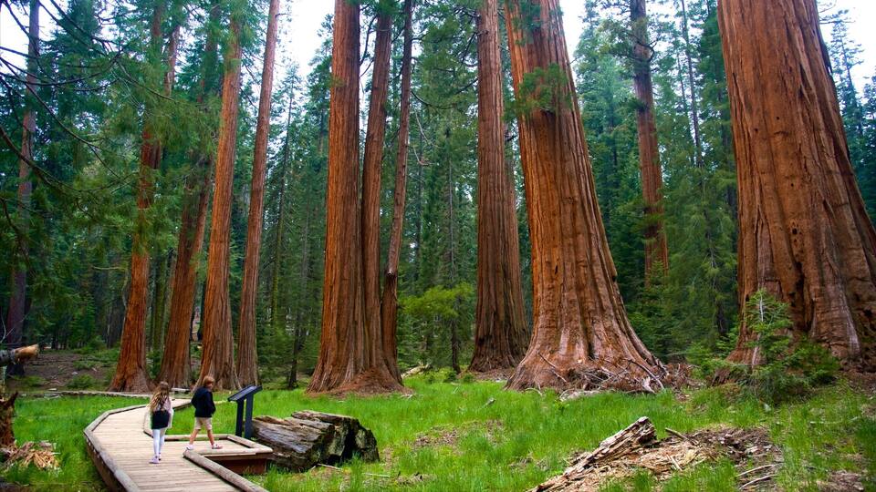 A forest with tall redwood trees and a wooden boardwalk.