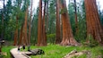Sequoia National Park