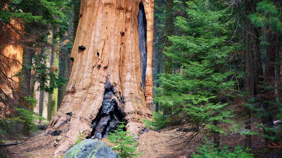 A large, hollowed-out tree trunk surrounded by dense forest.