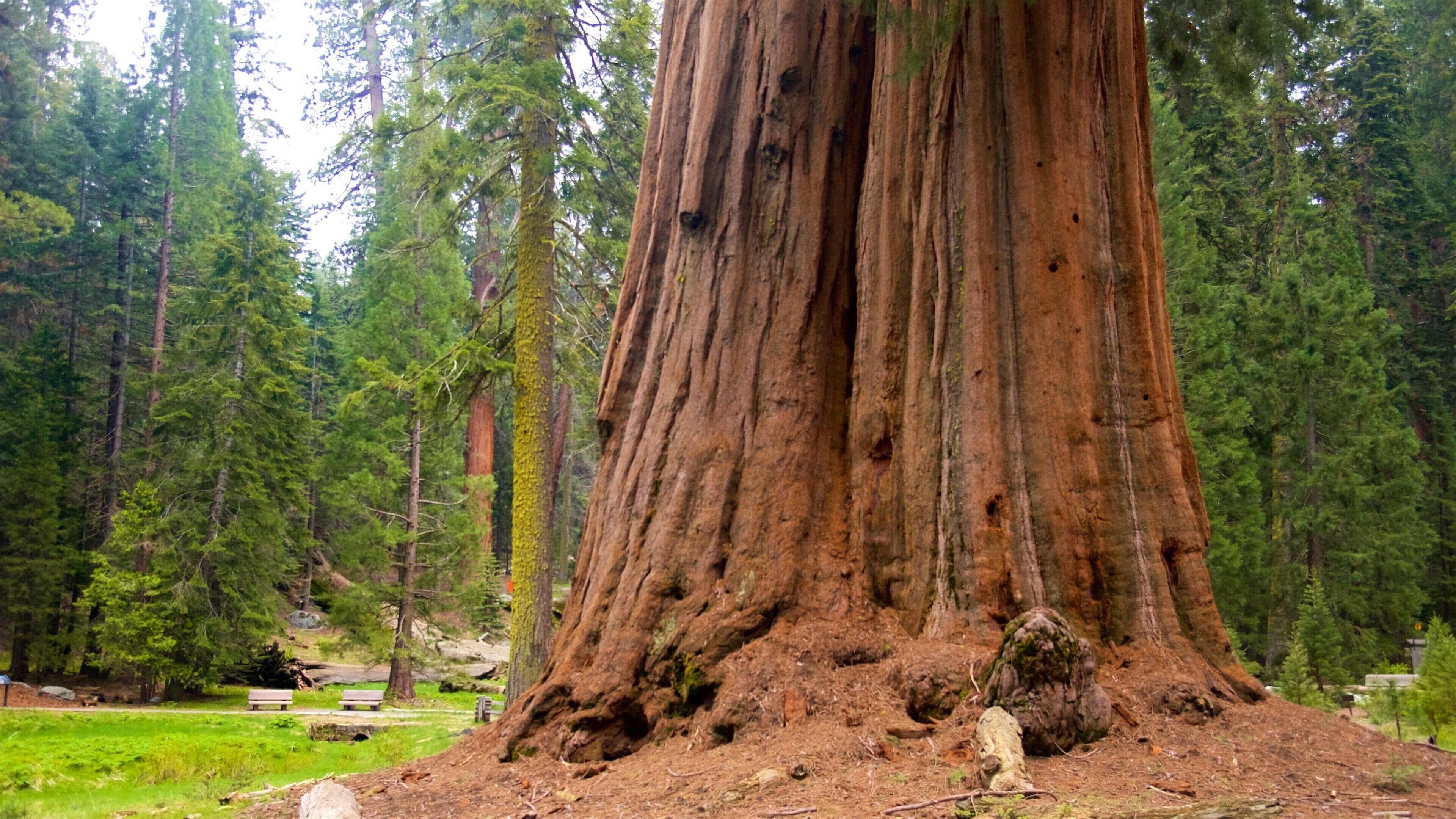 Sequoia National Park showing forests