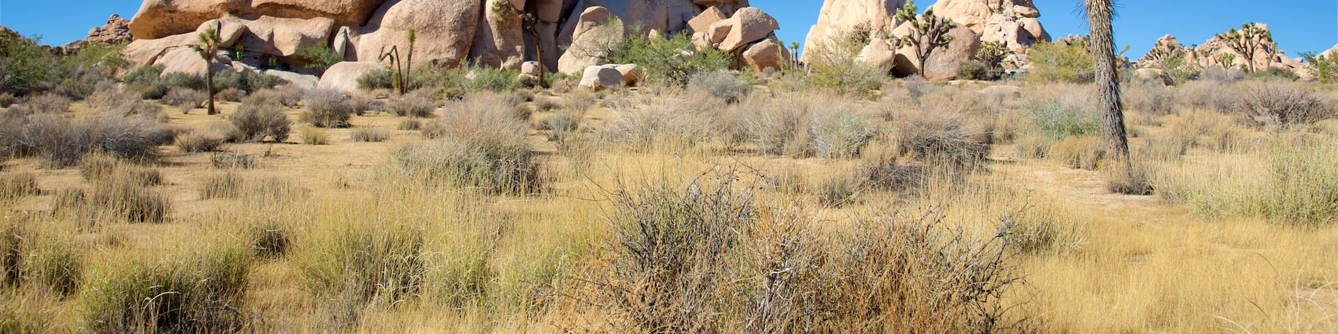 Joshua Tree National Park showing desert views