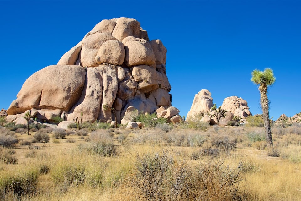 A desert landscape with large rock formations and a Joshua tree.