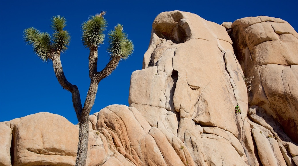 Intersection Rock showing a gorge or canyon