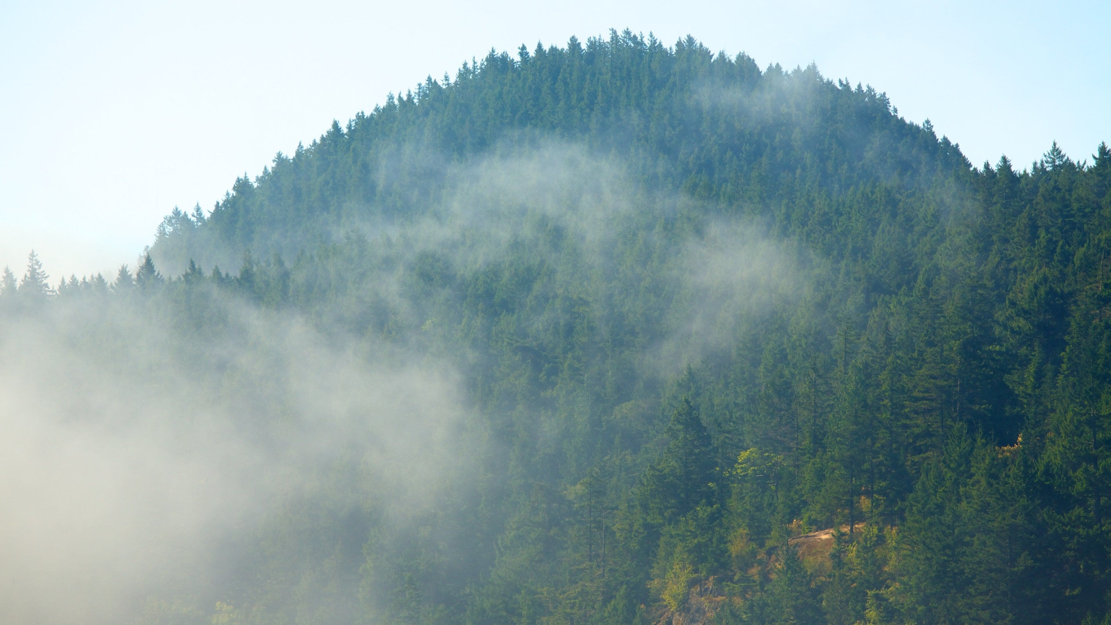 Orcas Island which includes forest scenes, landscape views and mist or fog