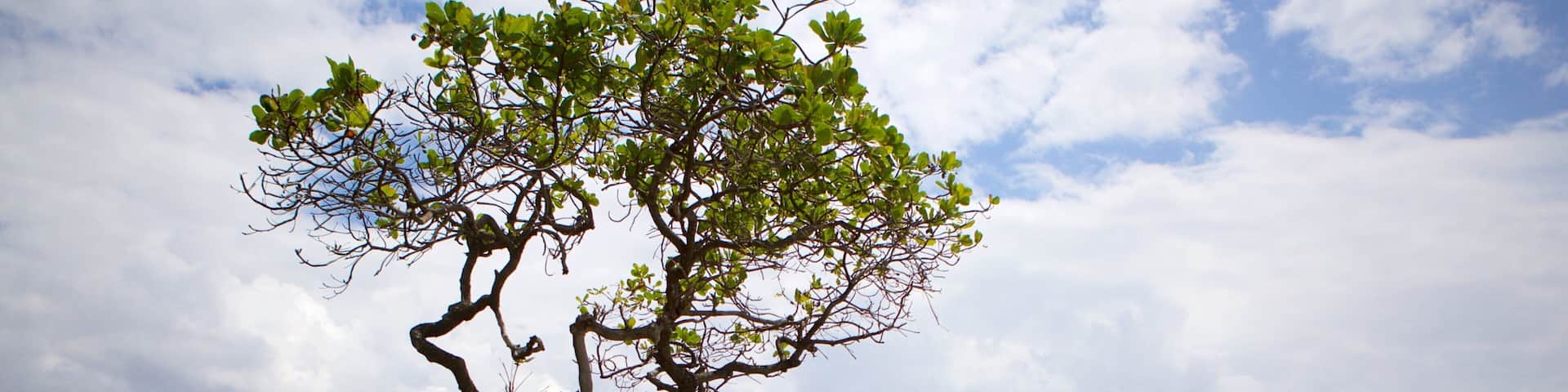 Malecón showing general coastal views