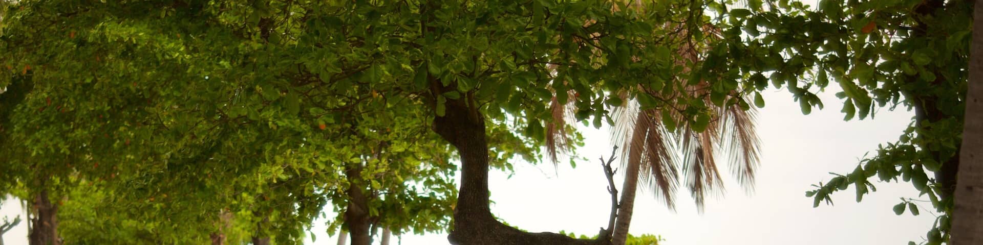 Malecon which includes general coastal views