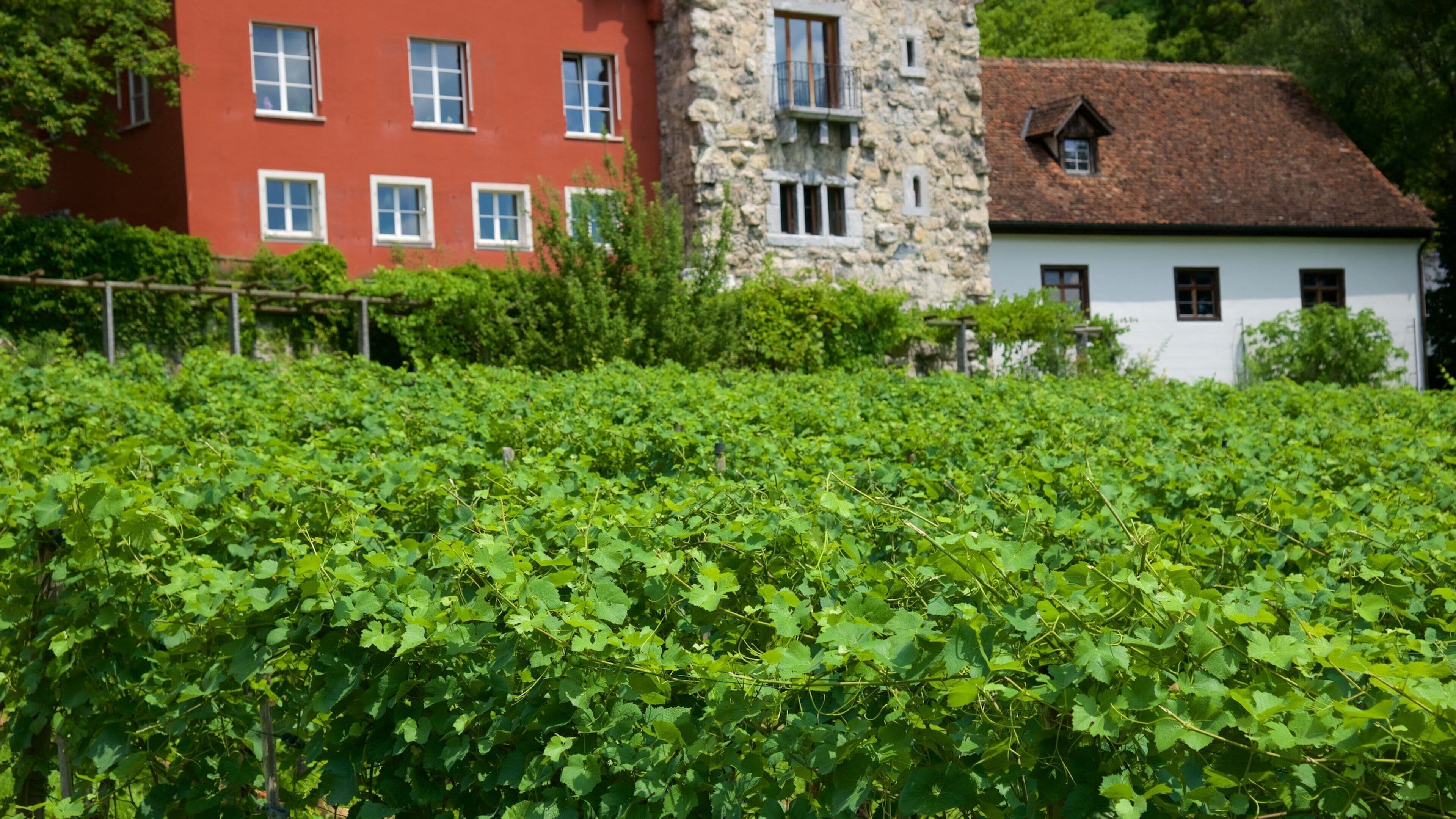 Vaduz featuring farmland and a house