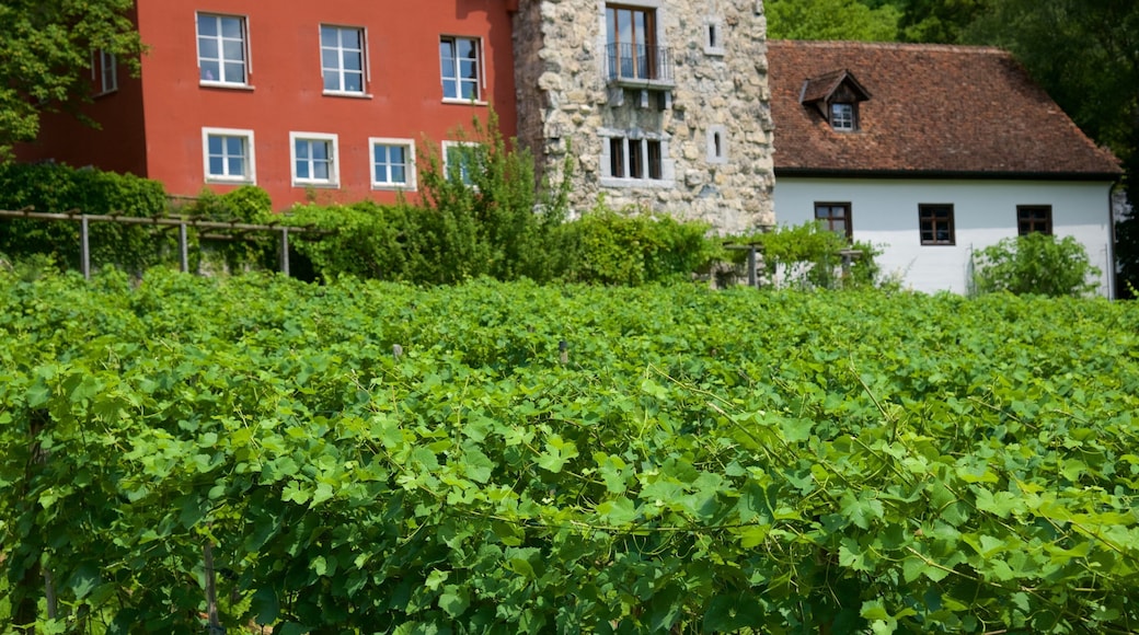 Vaduz featuring farmland and a house