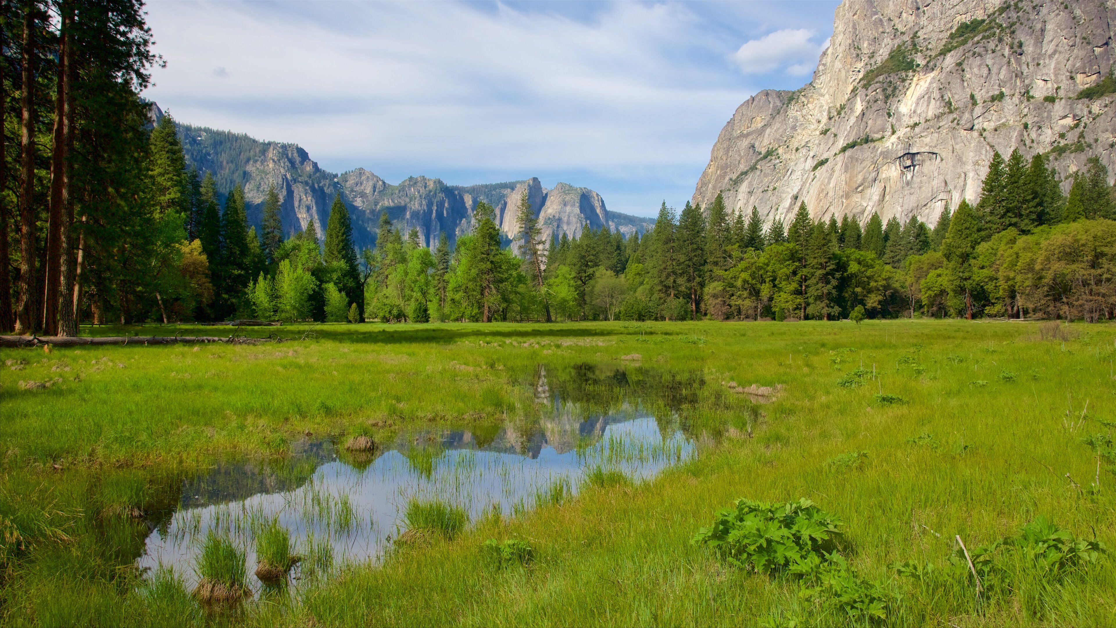 Cook\'s Meadow